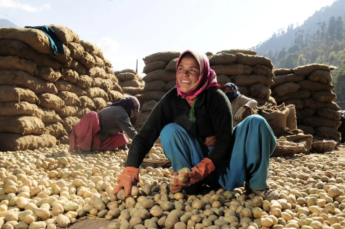 A farmer sorting a large harvest of potatoes